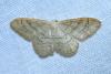 Idaea deversaria